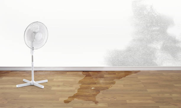 Best Water damage contractors near me  in Berino, NM